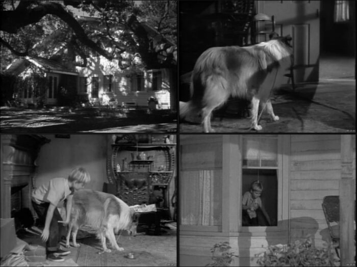 🎬Lassie – The Complete Collection (1943–2005) - Imagen 4